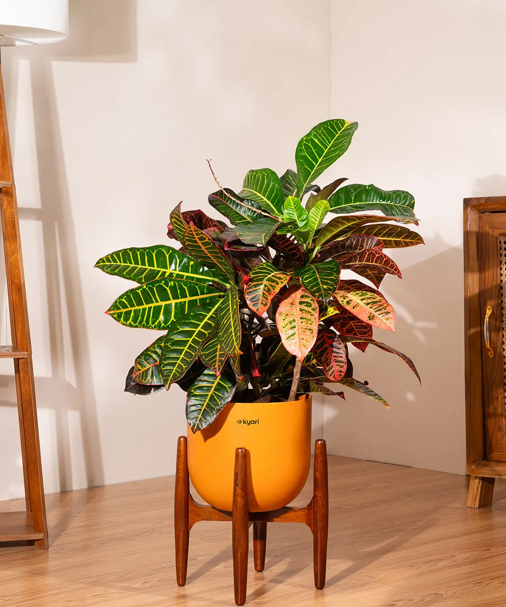 Croton Petra with Extra Large Metal Self Watering Pot