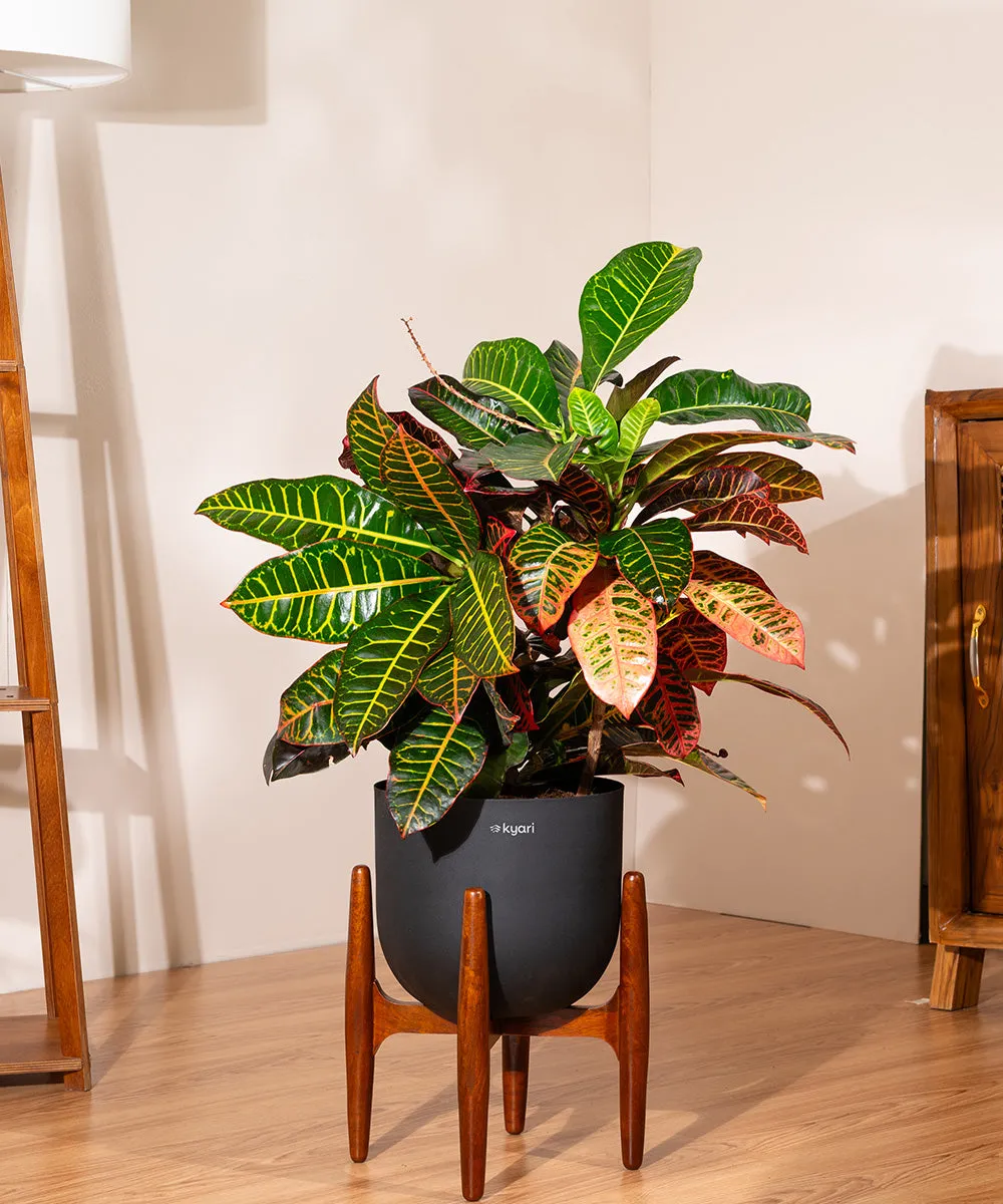 Croton Petra with Extra Large Metal Self Watering Pot