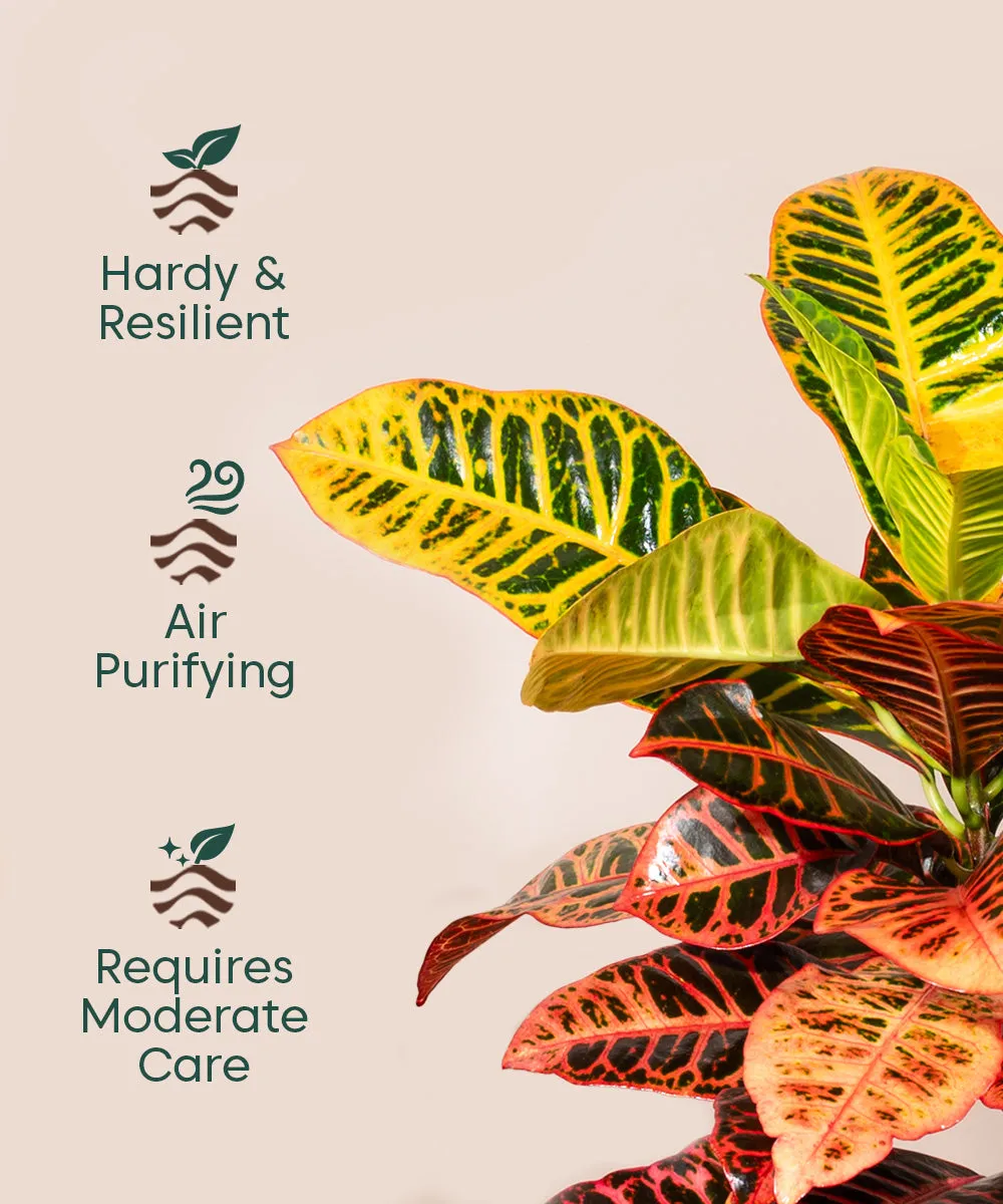 Croton Petra with Extra Large Metal Self Watering Pot