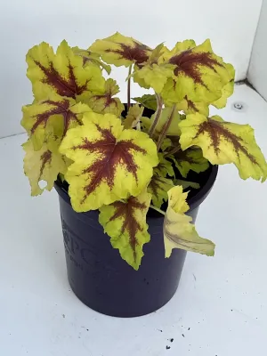 Heucherella 'Catching Fire'