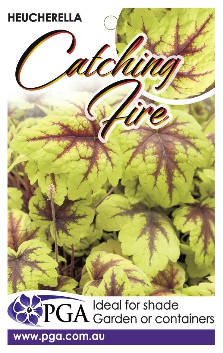 Heucherella 'Catching Fire'