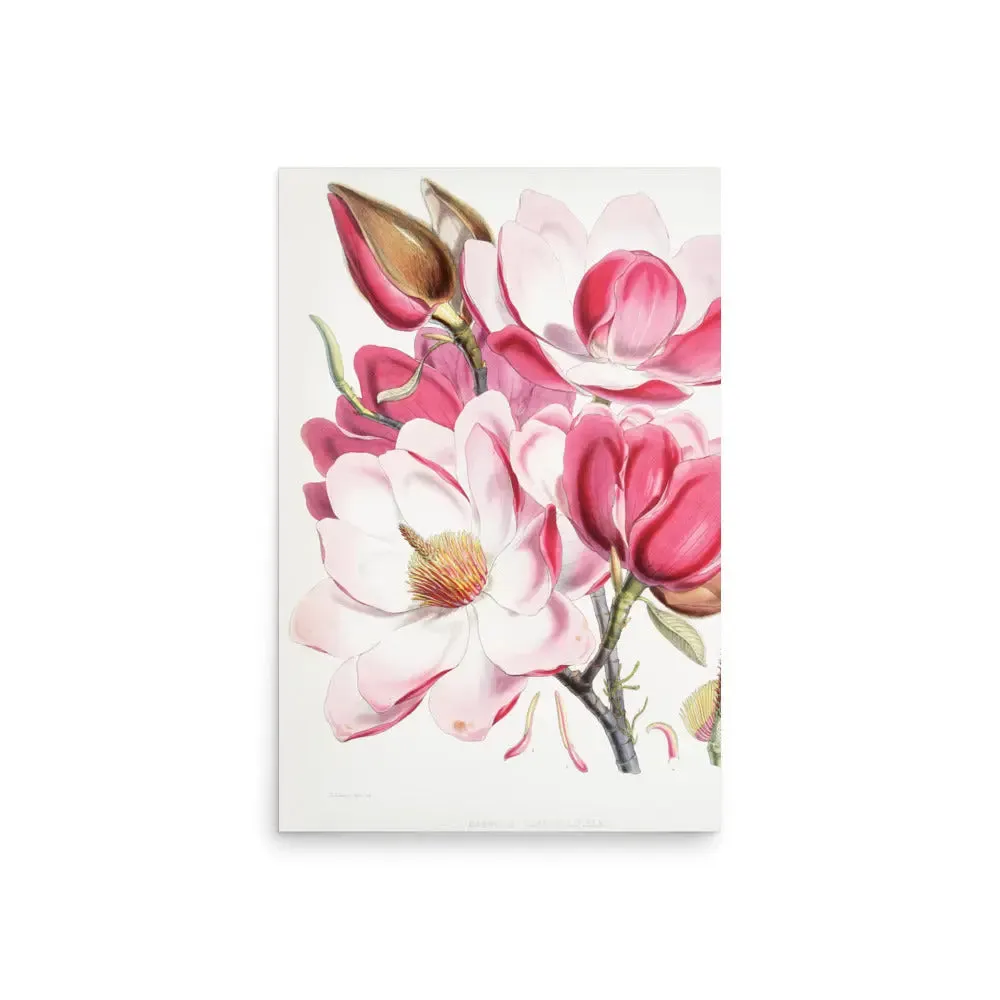 Magnolia Campbellii by Artokoloro – Botanical Art Poster (Unframed)