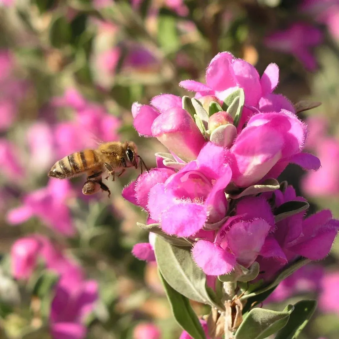 Purple Rain Texas Sage